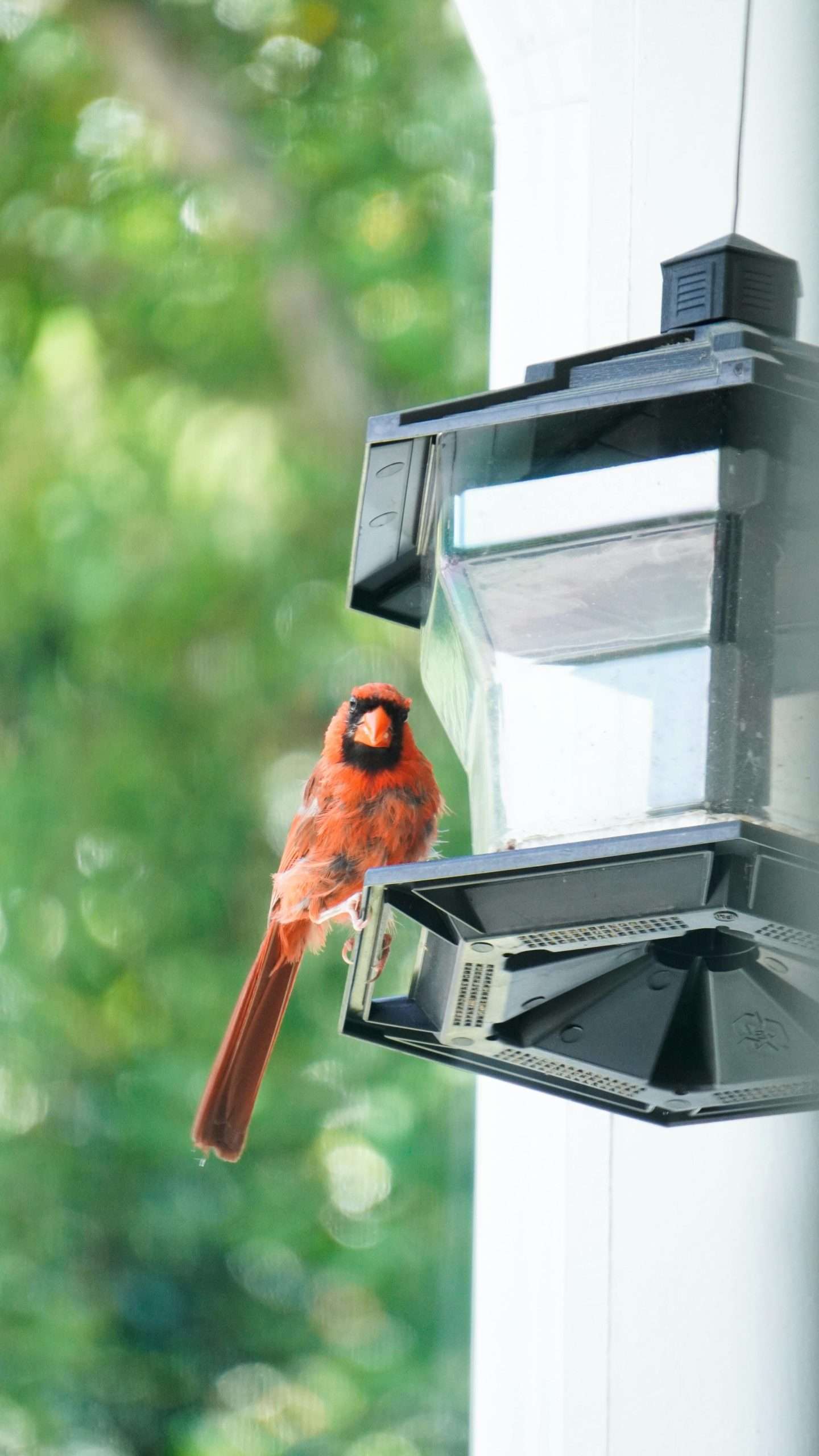 Male Northern Cardinal perched on a hopper feeder in a backyard