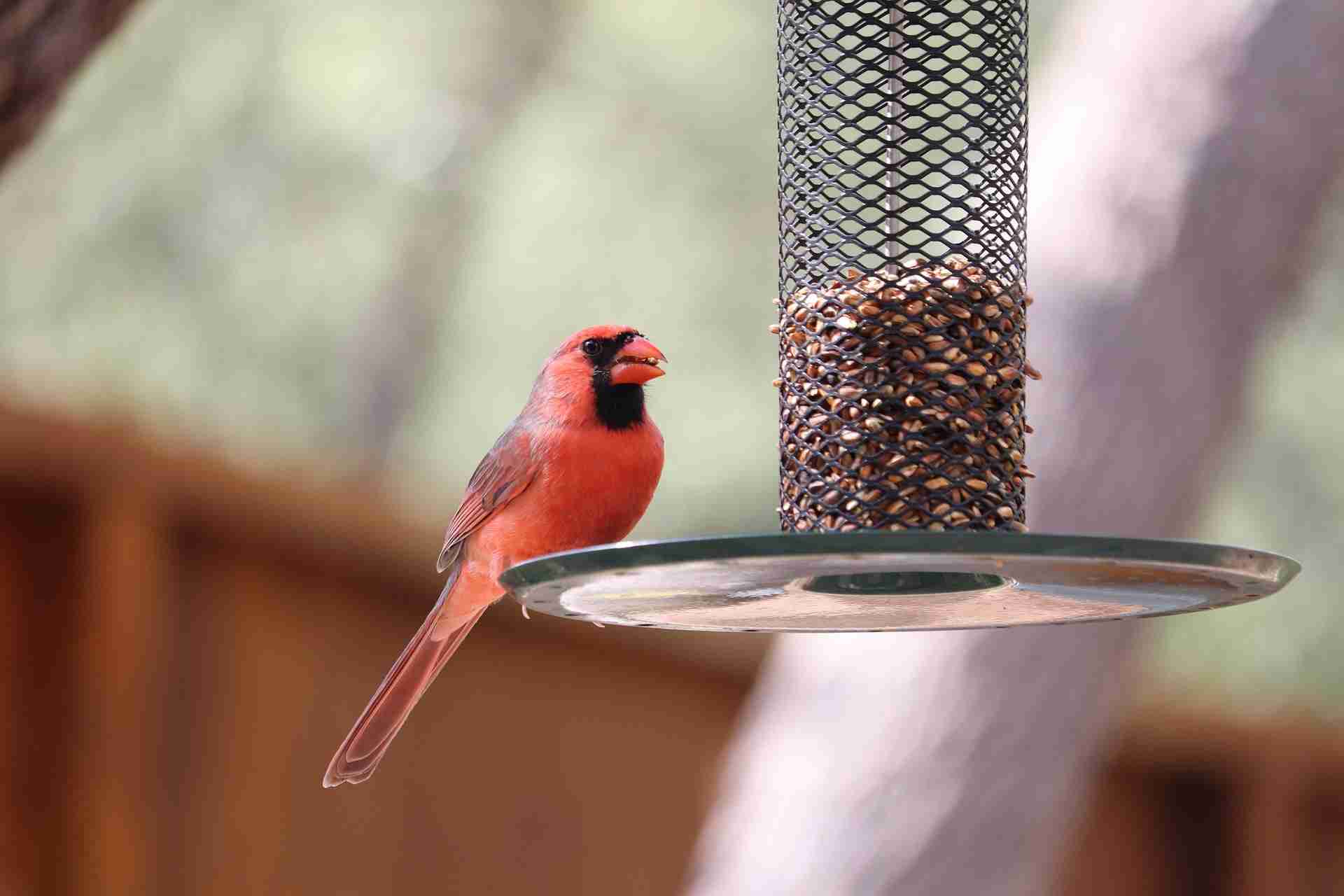 Northern Cardinal male perched on the tray of a metal mesh tube feeder filled with sunflower seeds, holding a seed in his bill against a soft backyard background.