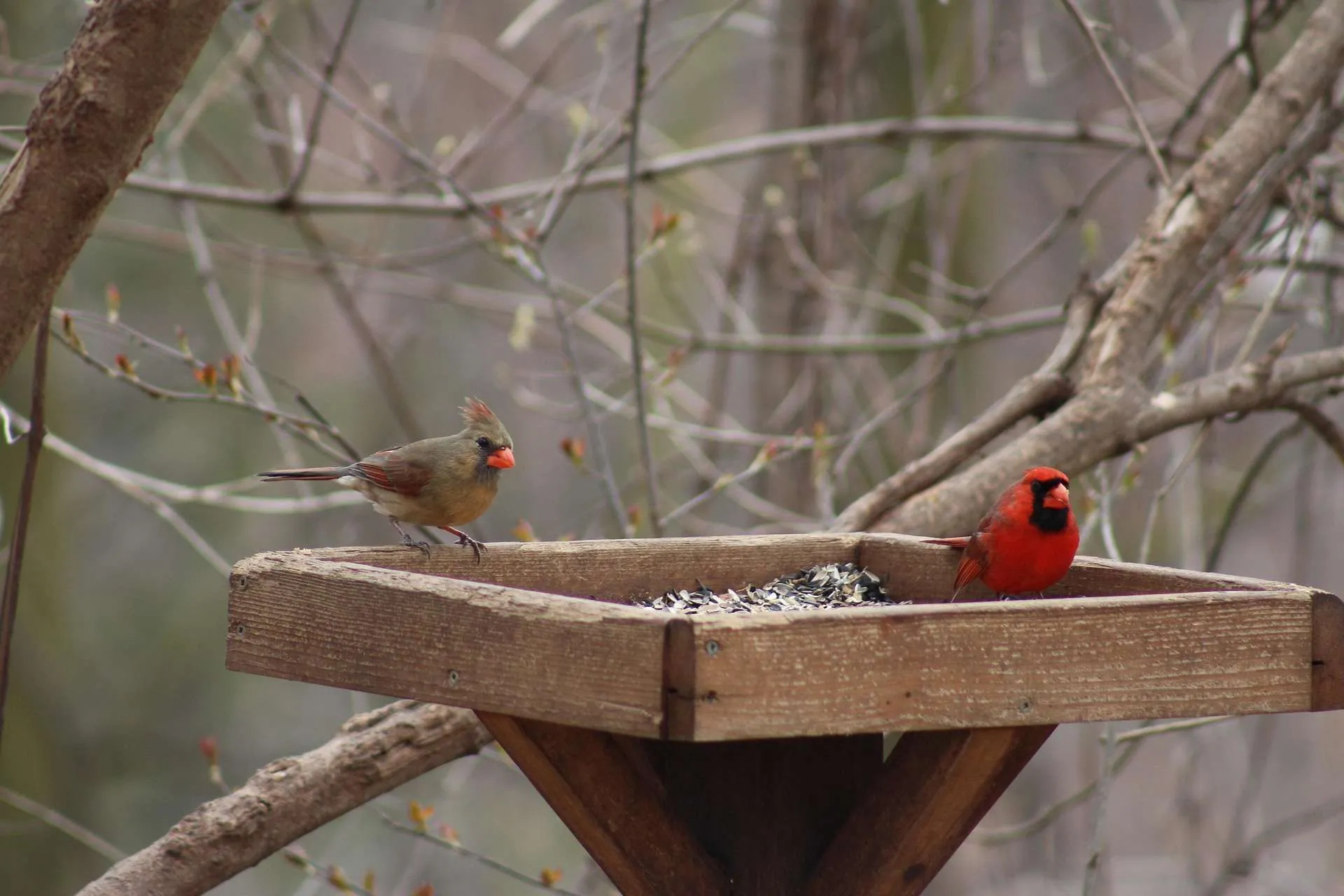 Northern Cardinal female and male at a wooden platform feeder filled with sunflower seeds, surrounded by bare branches and early spring buds.