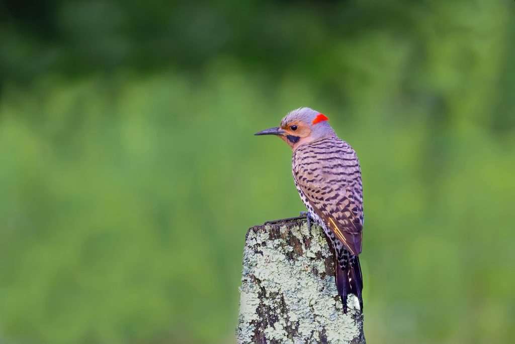 Northern Flicker perched on a lichen-covered wooden post with a soft green background