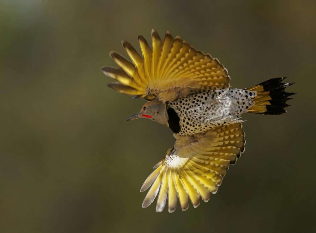 Northern Flicker in flight showing yellow wing feathers, spotted body, and black tail