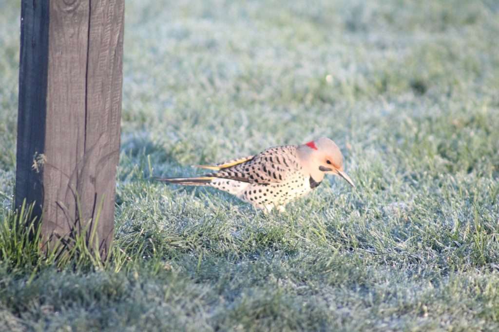 Northern Flicker walking through frost-covered grass near a wooden post, showing a red nape patch, spotted underparts, black chest crescent, and barred brown back.