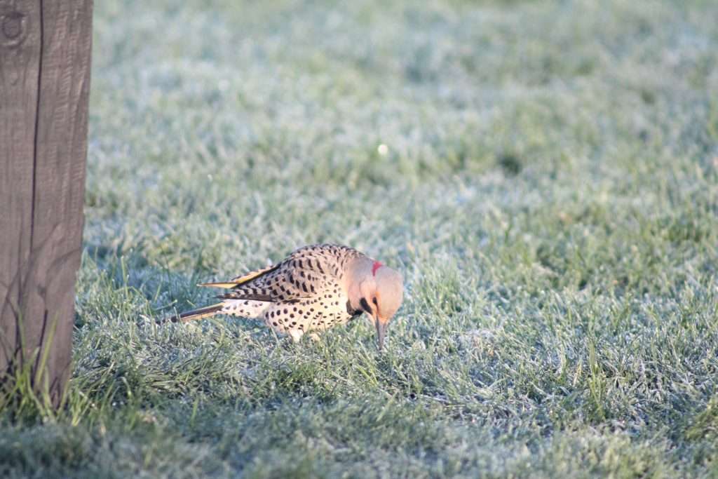 Male Northern Flicker probing frost-covered grass with its bill, showing a red nape patch, black mustache mark, spotted belly, black chest crescent, barred brown back, and yellow tail feathers.