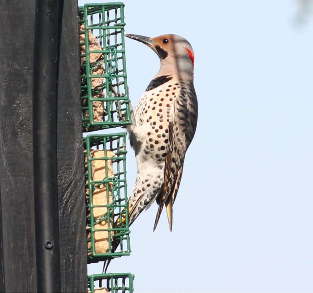 Male Northern Flicker clinging to a green wire suet feeder, showing a black mustache mark, red nape patch, spotted belly, black chest crescent, and barred brown wings.