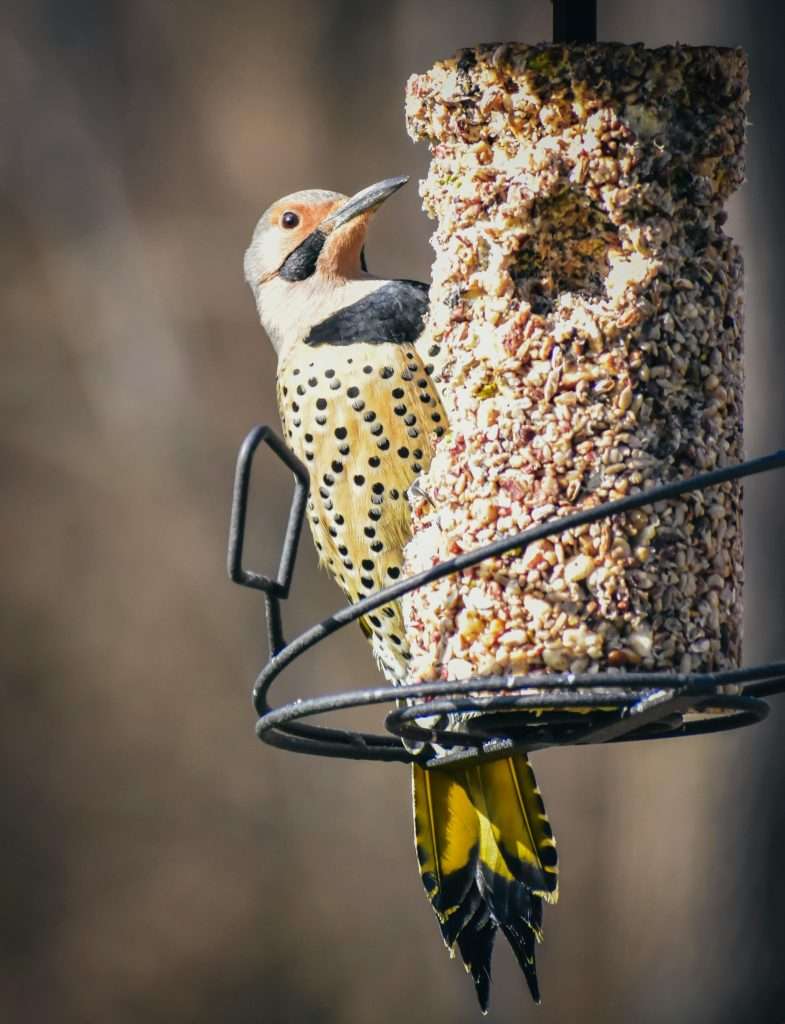 Close-up of Northern Flicker eating suet at backyard feeder