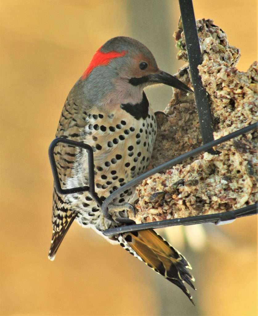 Northern Flicker feeding from suet feeder showing side profile