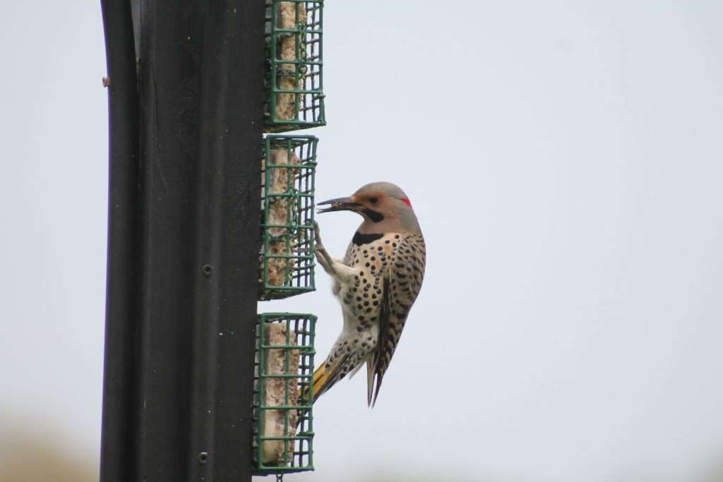 Male Northern Flicker clinging to a green wire suet feeder with suet in its bill, showing a black mustache mark, red nape patch, black chest crescent, spotted belly, and barred wings.