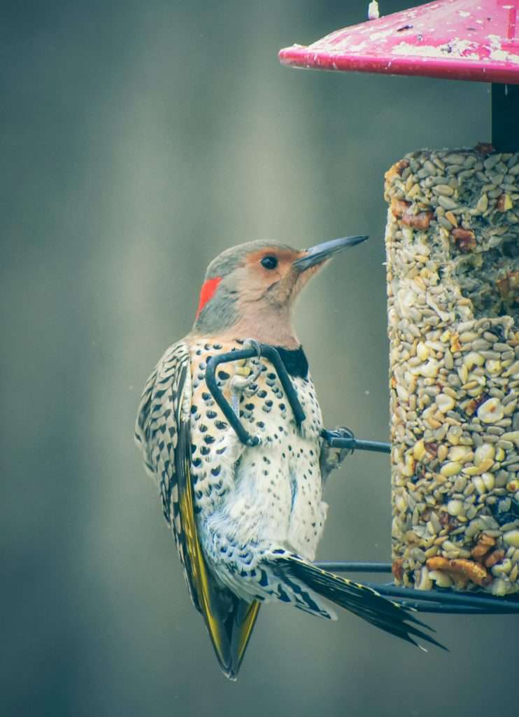 Northern Flicker feeding on suet feeder with seed block Title: Northern Flicker at Suet Feeder