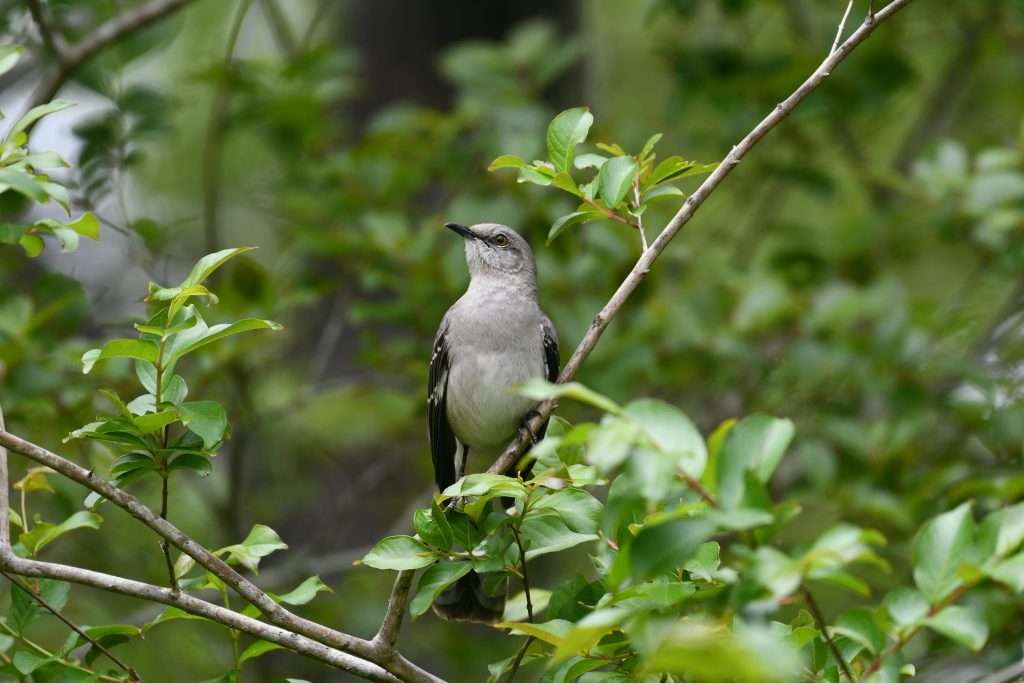 Northern Mockingbird perched among green leaves in a shrub