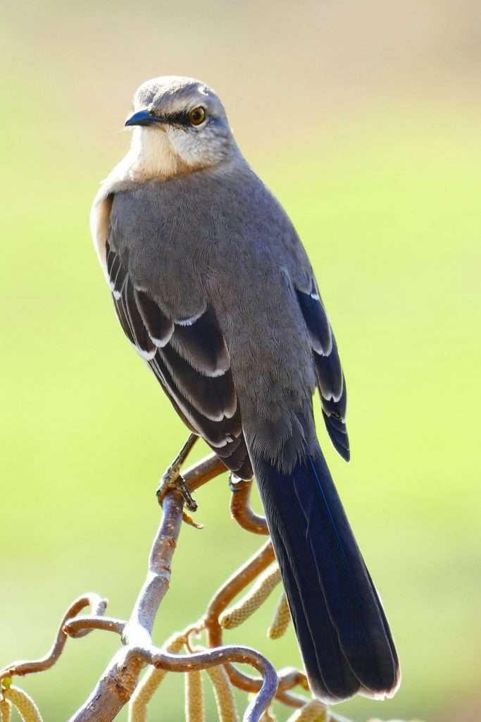 Close-up of a Northern Mockingbird showing its yellow eye and gray plumage