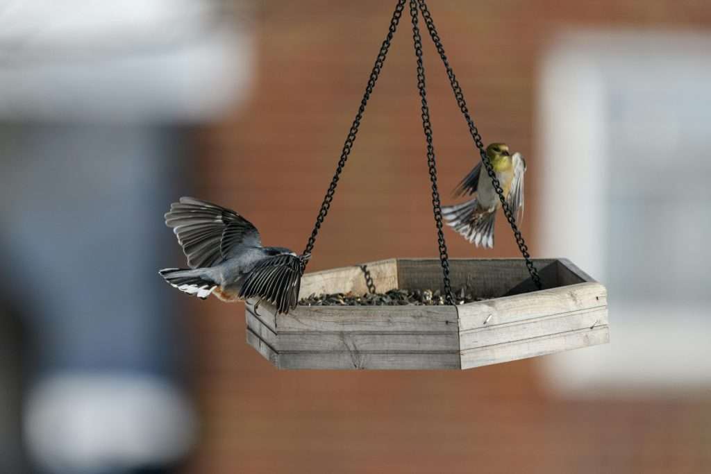 Northern Mockingbird flying near a hanging platform feeder with seeds