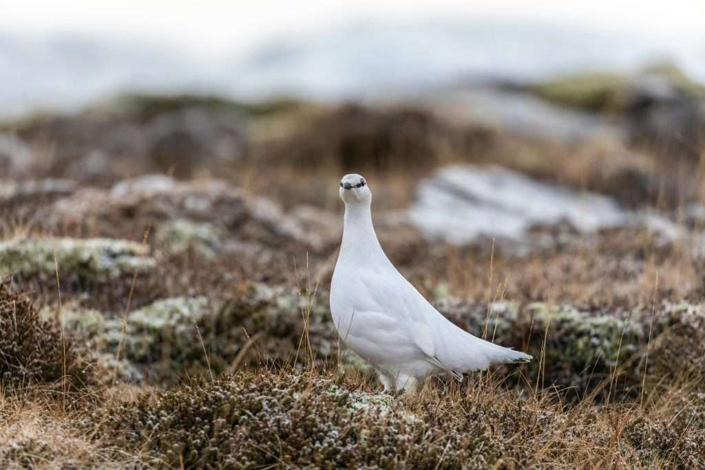 White winter ptarmigan on tundra rocks