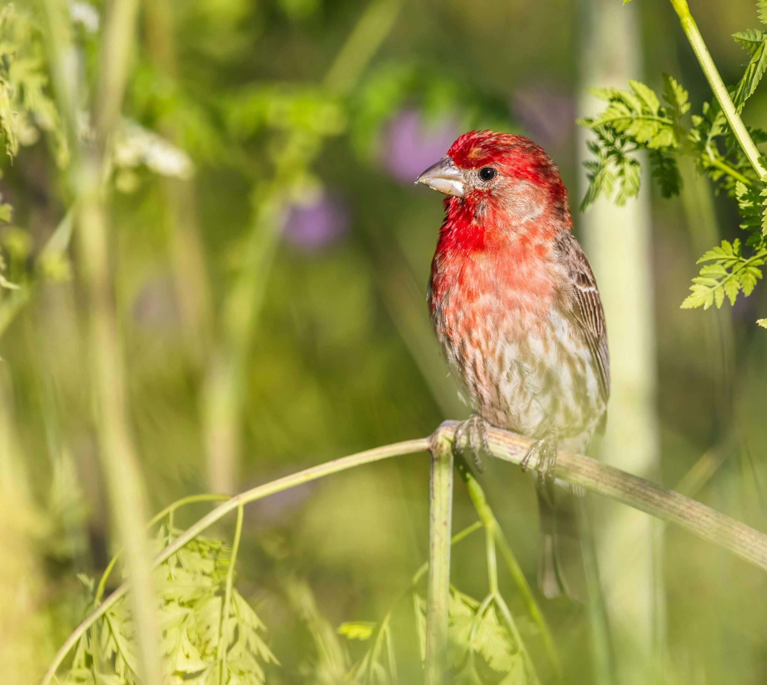 Purple finch perched among green plants and foliage