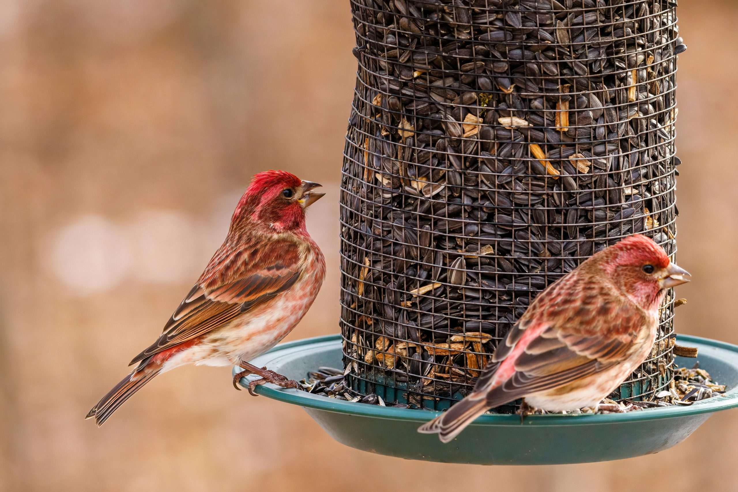 Two purple finches feeding at black oil sunflower feeder
