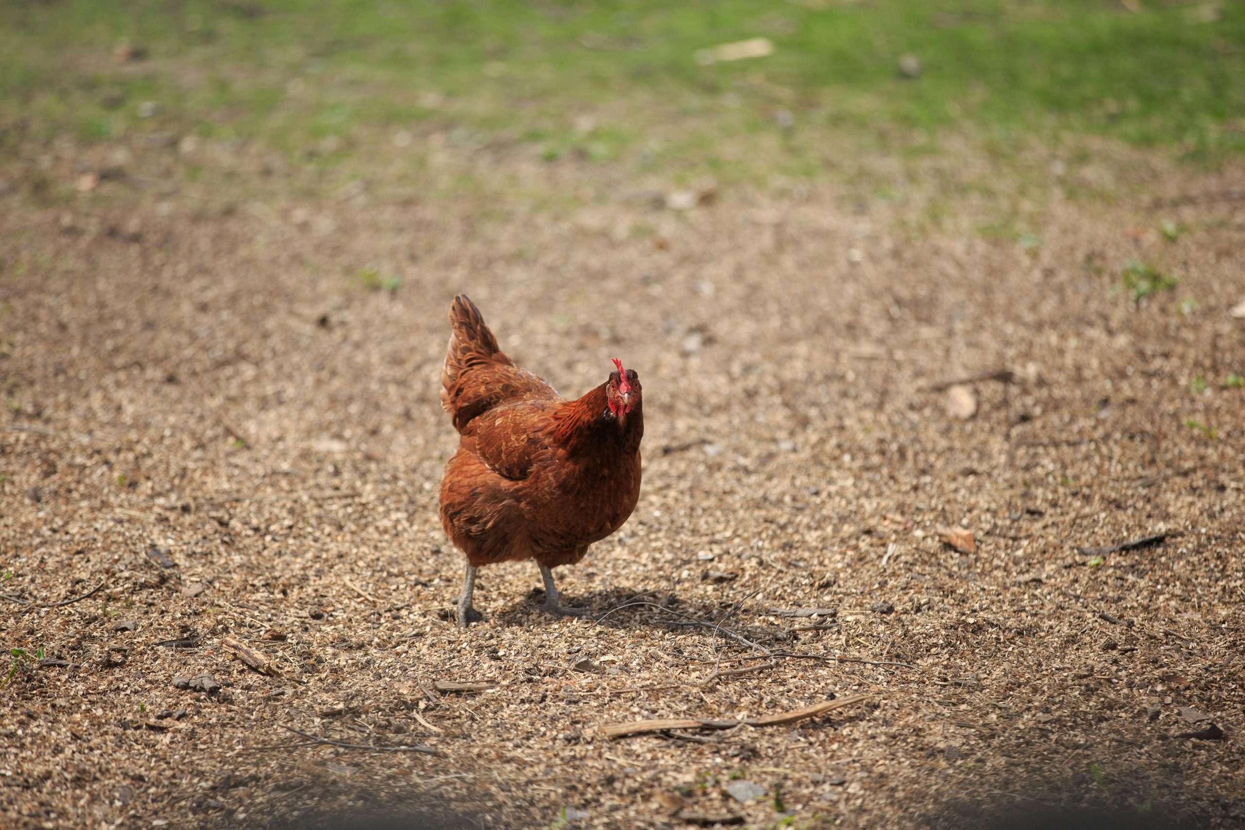 Rhode Island Red chicken standing in open yard