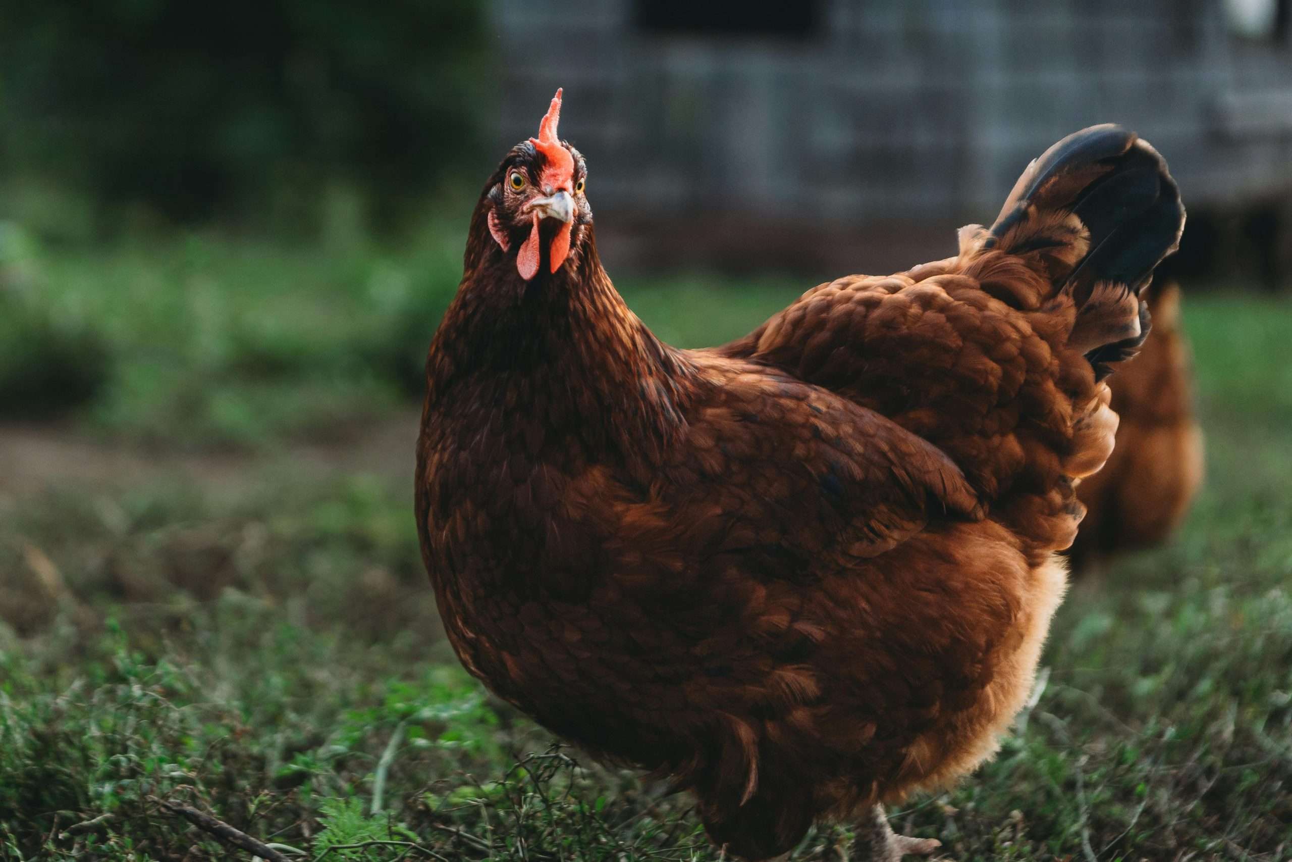 Close up of Rhode Island Red rooster portrait