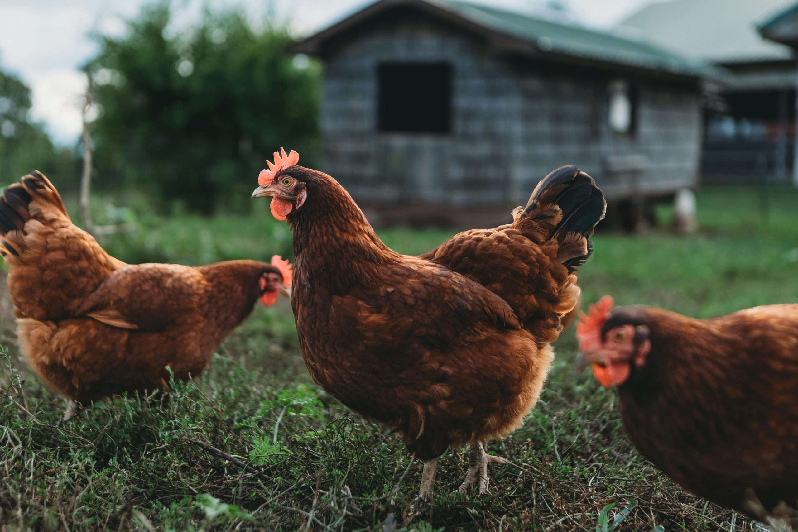 Rhode Island Red hens on farm near coop