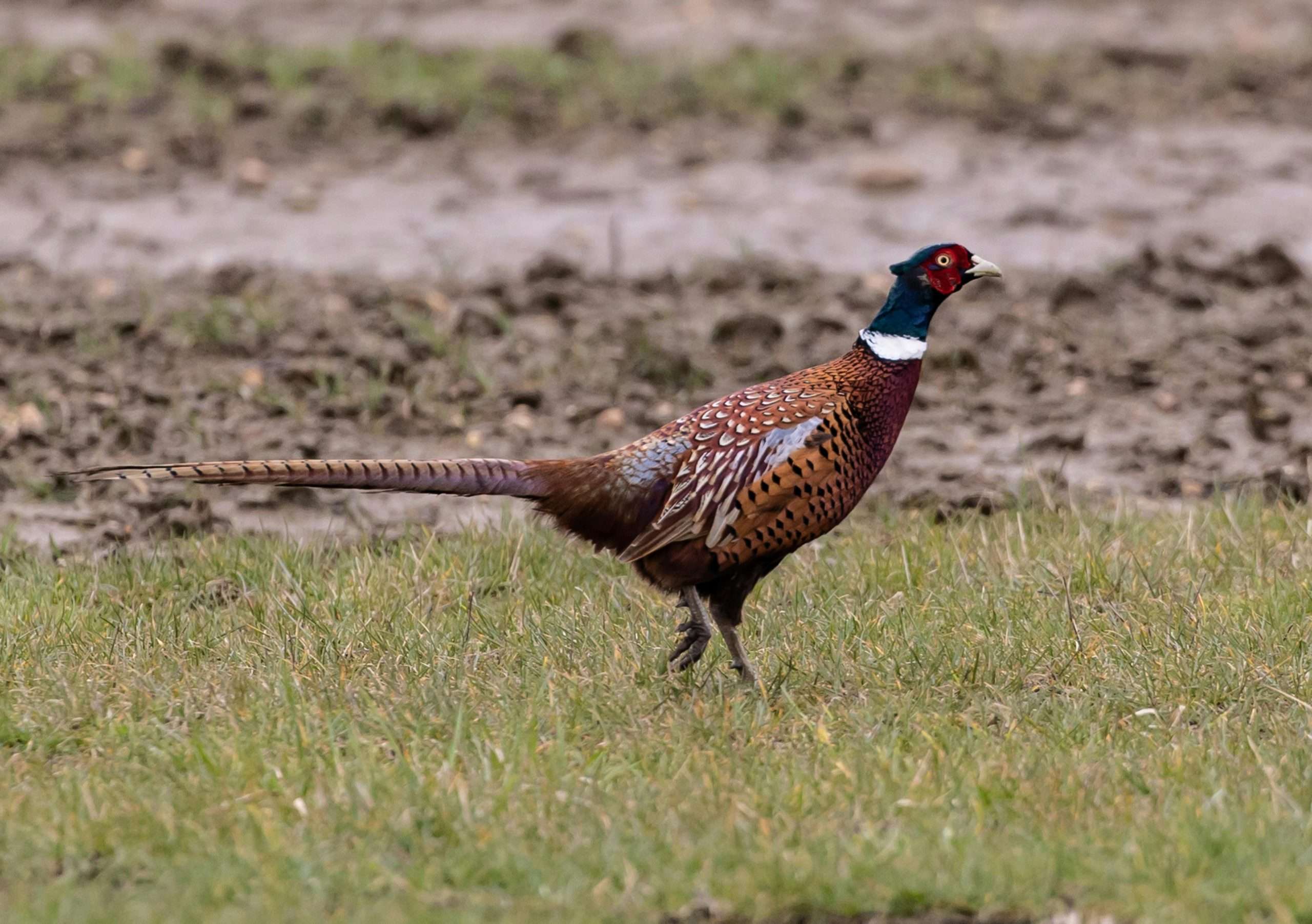 Ring-necked Pheasant running across grassy field
