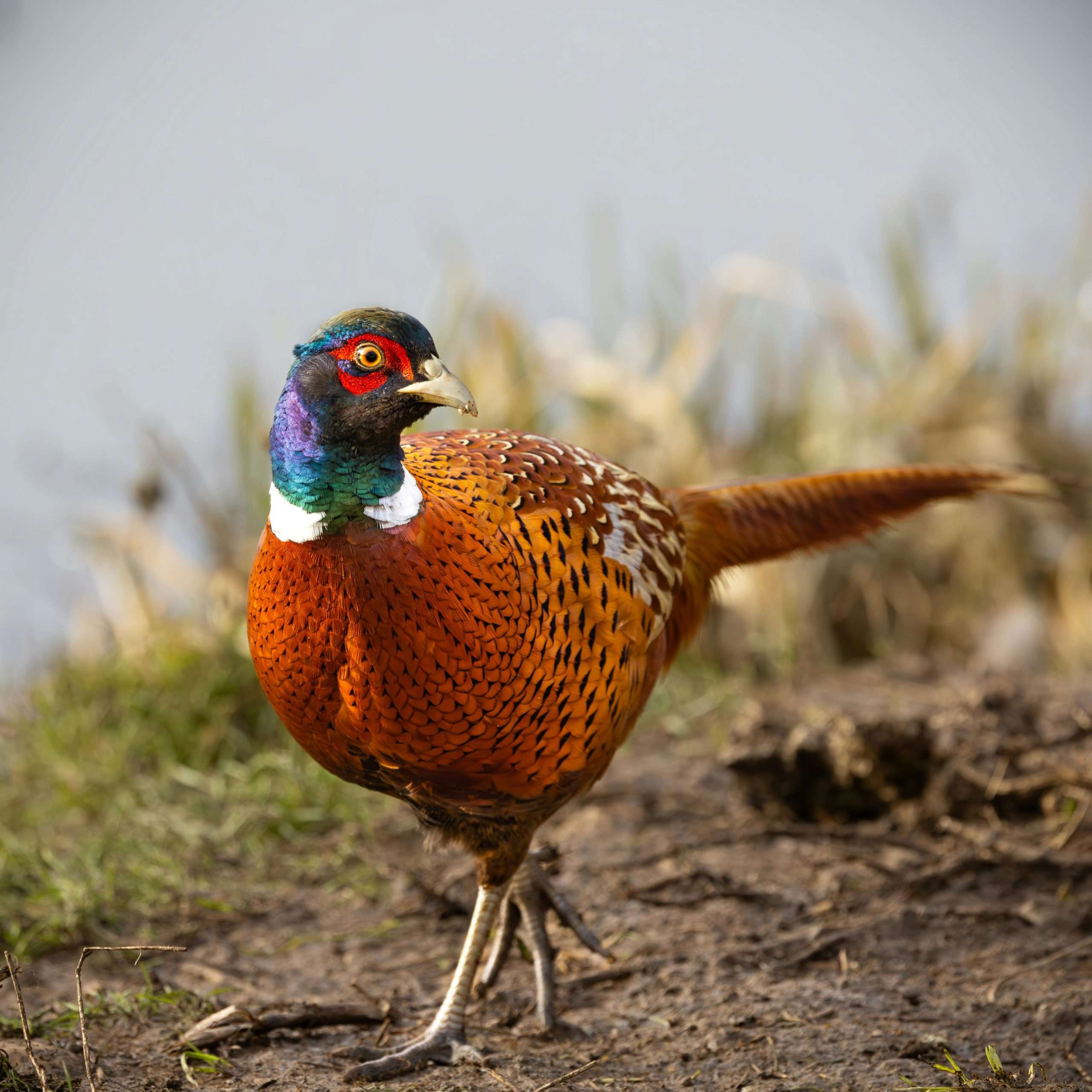 Ring-necked Pheasant standing close up in field