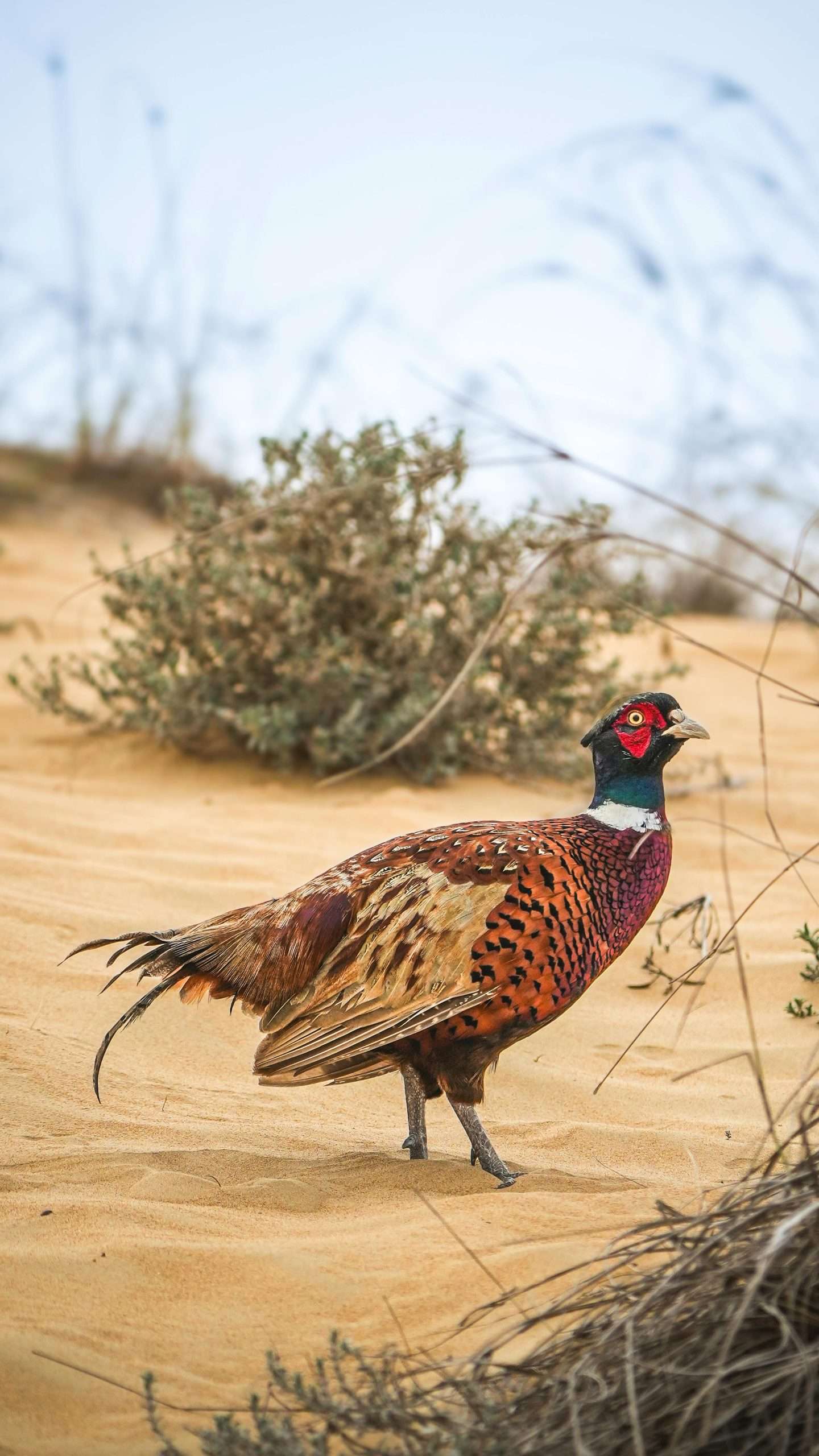 Ring-necked Pheasant walking through sandy grassland