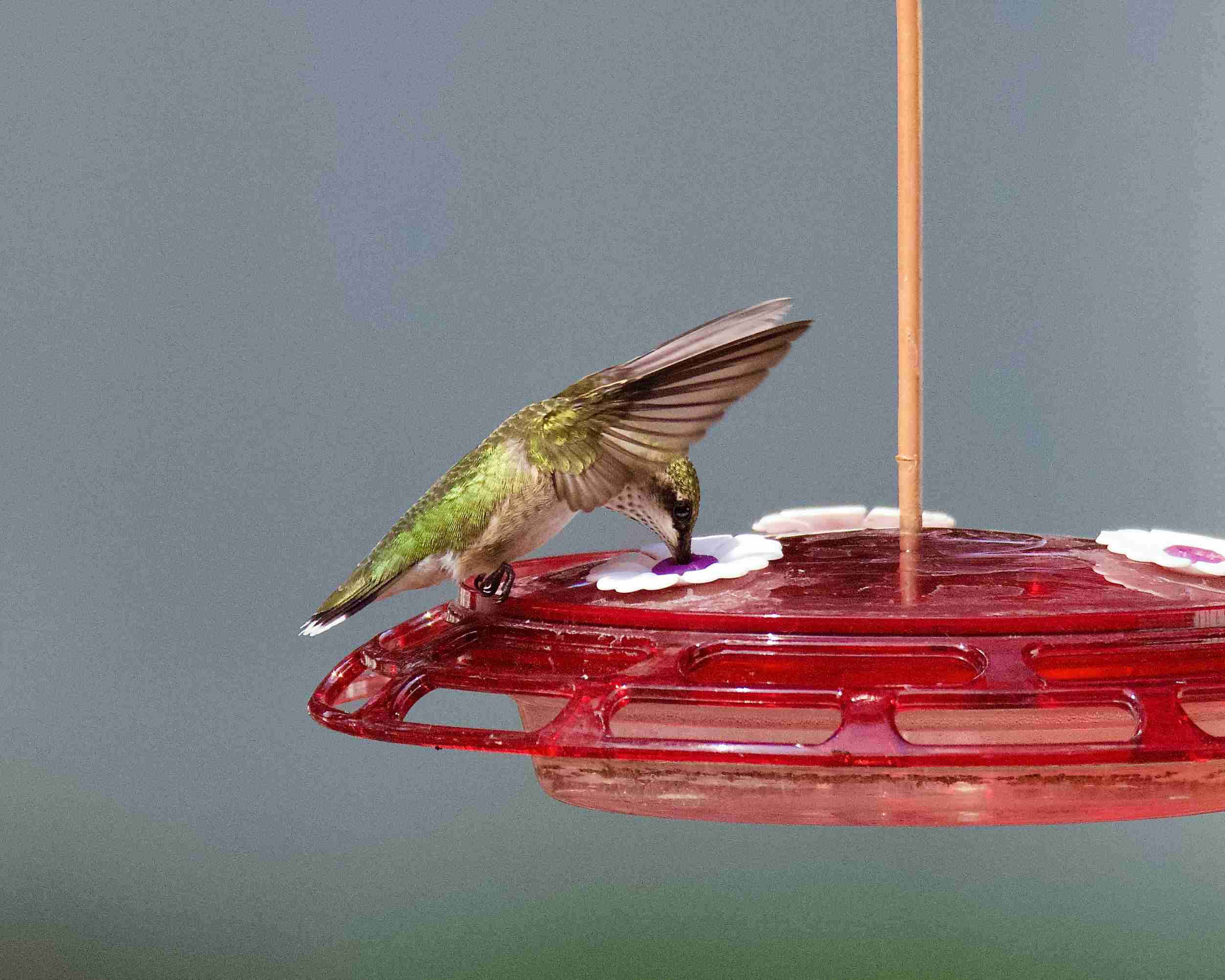 ruby-throated hummingbird feeding from a red nectar feeder in a backyard