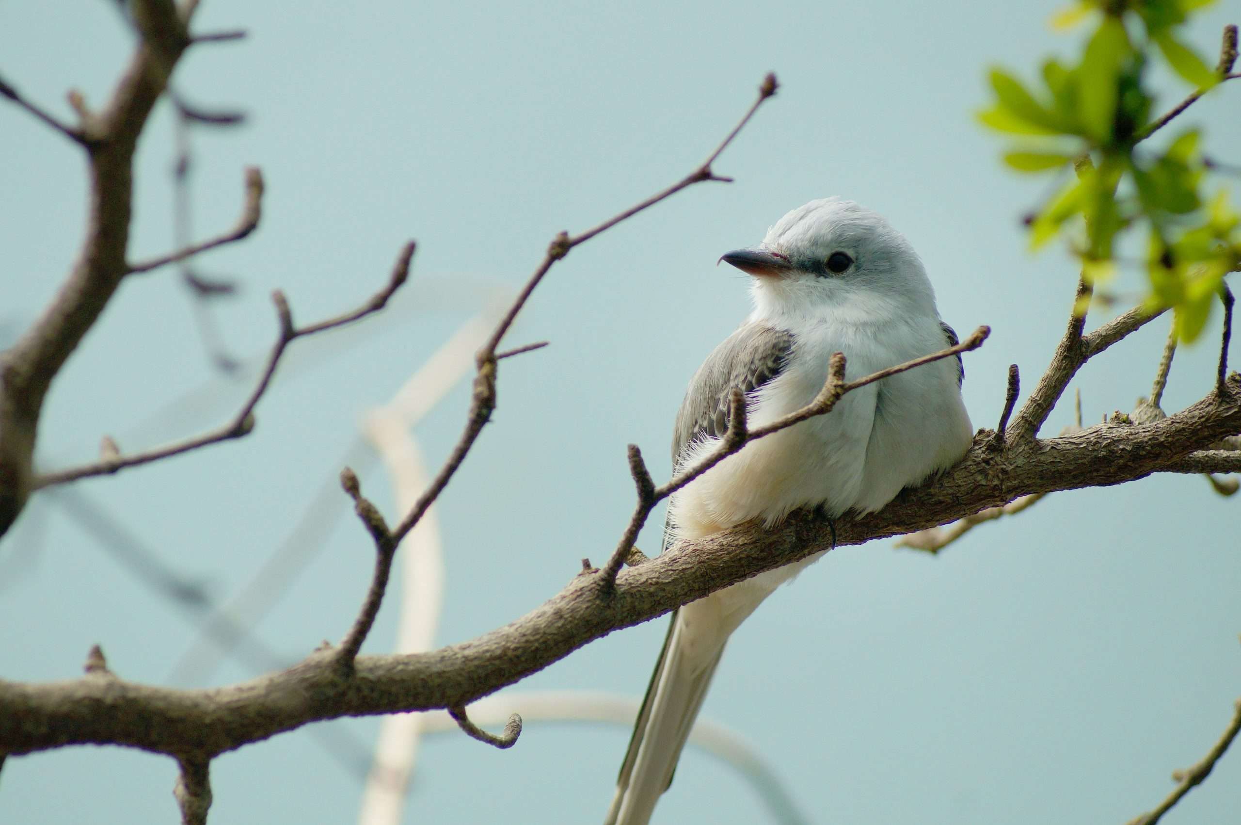 Scissor-tailed Flycatcher resting on a tree branch with soft blue background