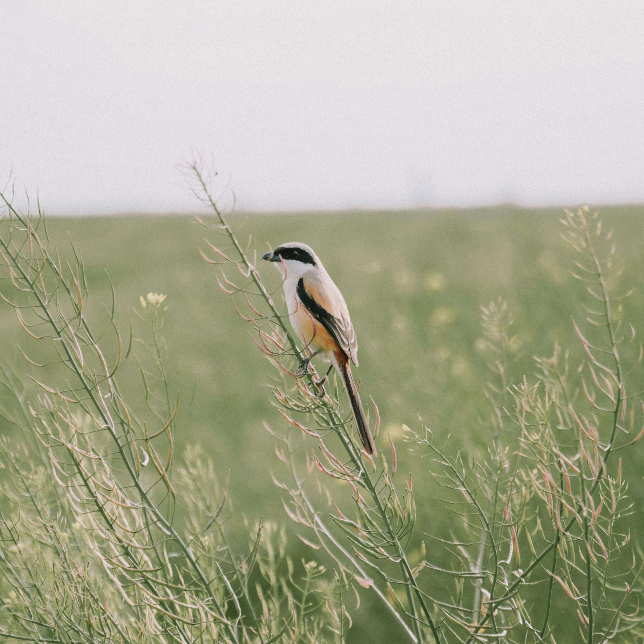 Scissor-tailed Flycatcher perched among tall field stems in open grassland