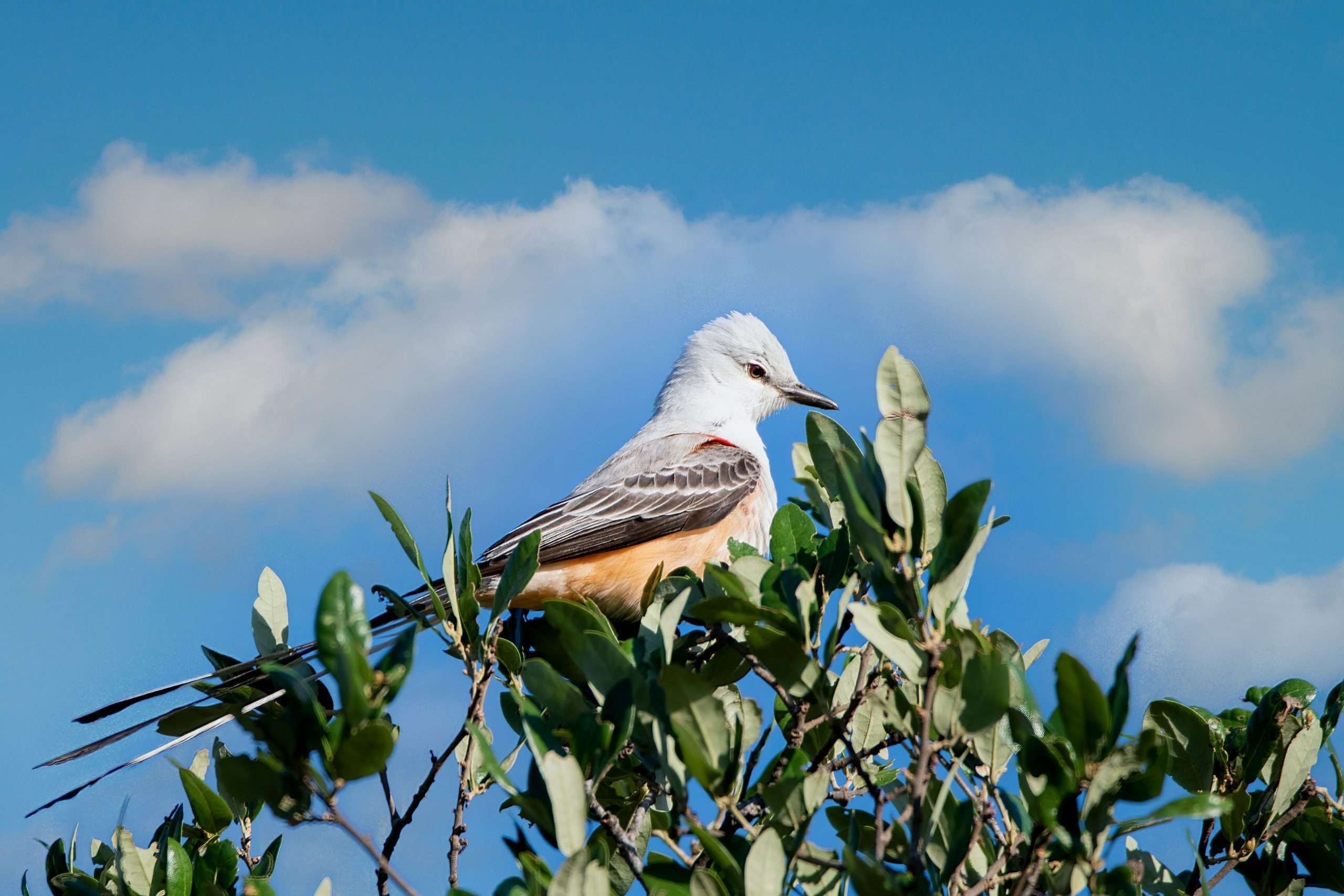 Scissor-tailed Flycatcher perched in a leafy tree against a blue sky in Oklahoma