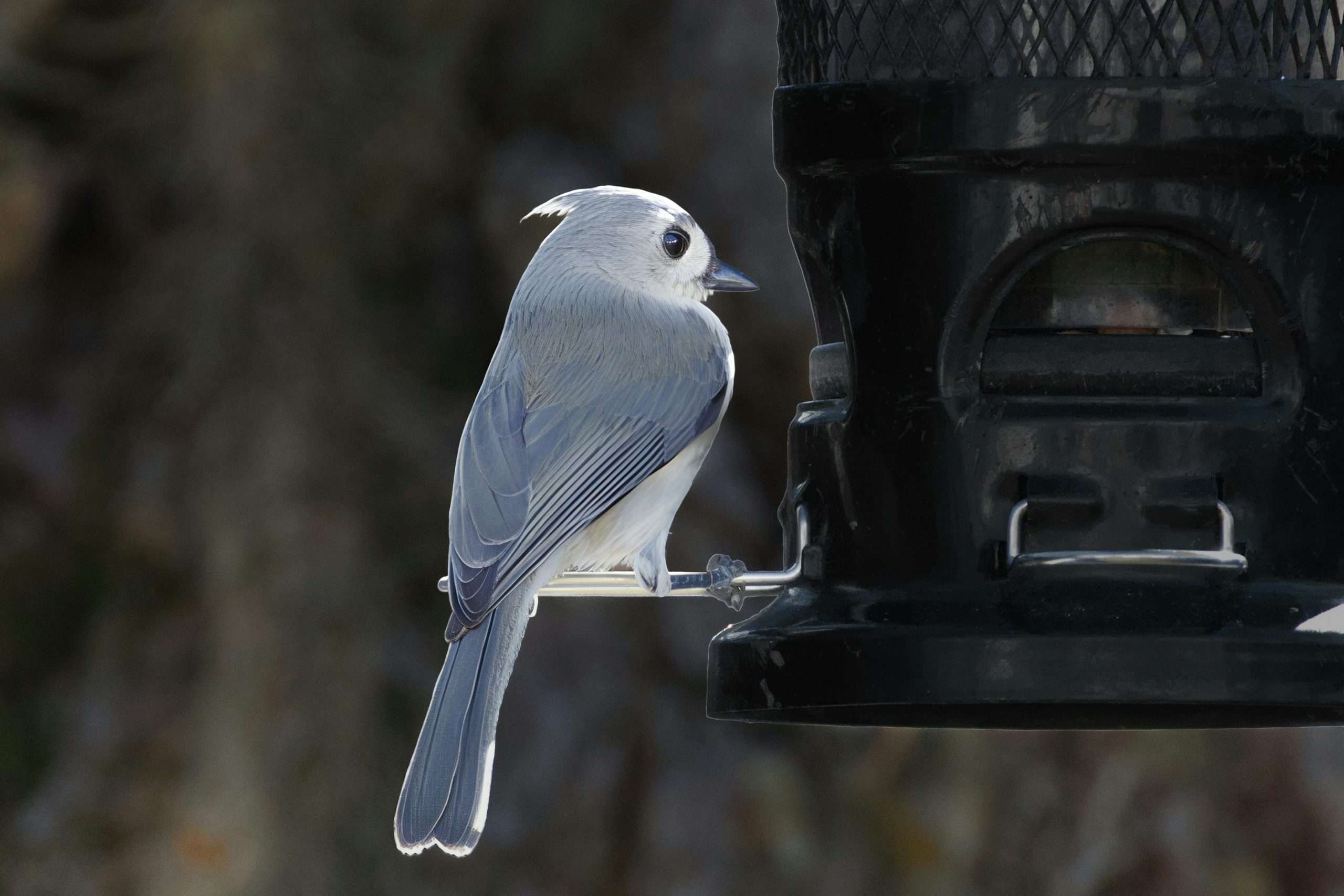 Tufted Titmouse perched on a tube feeder