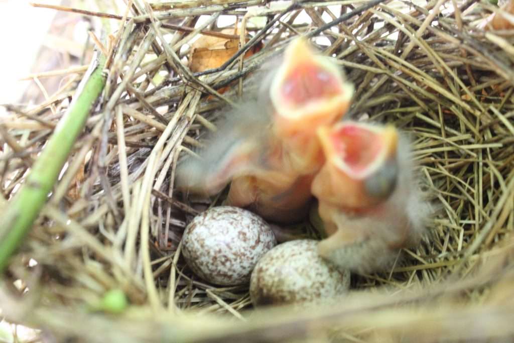 Two baby Northern Cardinals and two speckled eggs inside a twig-and-grass nest