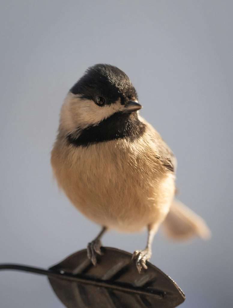 Close-up of a Carolina Chickadee with black cap and white cheeks standing on a dark feeder perch against a softly blurred pale background.