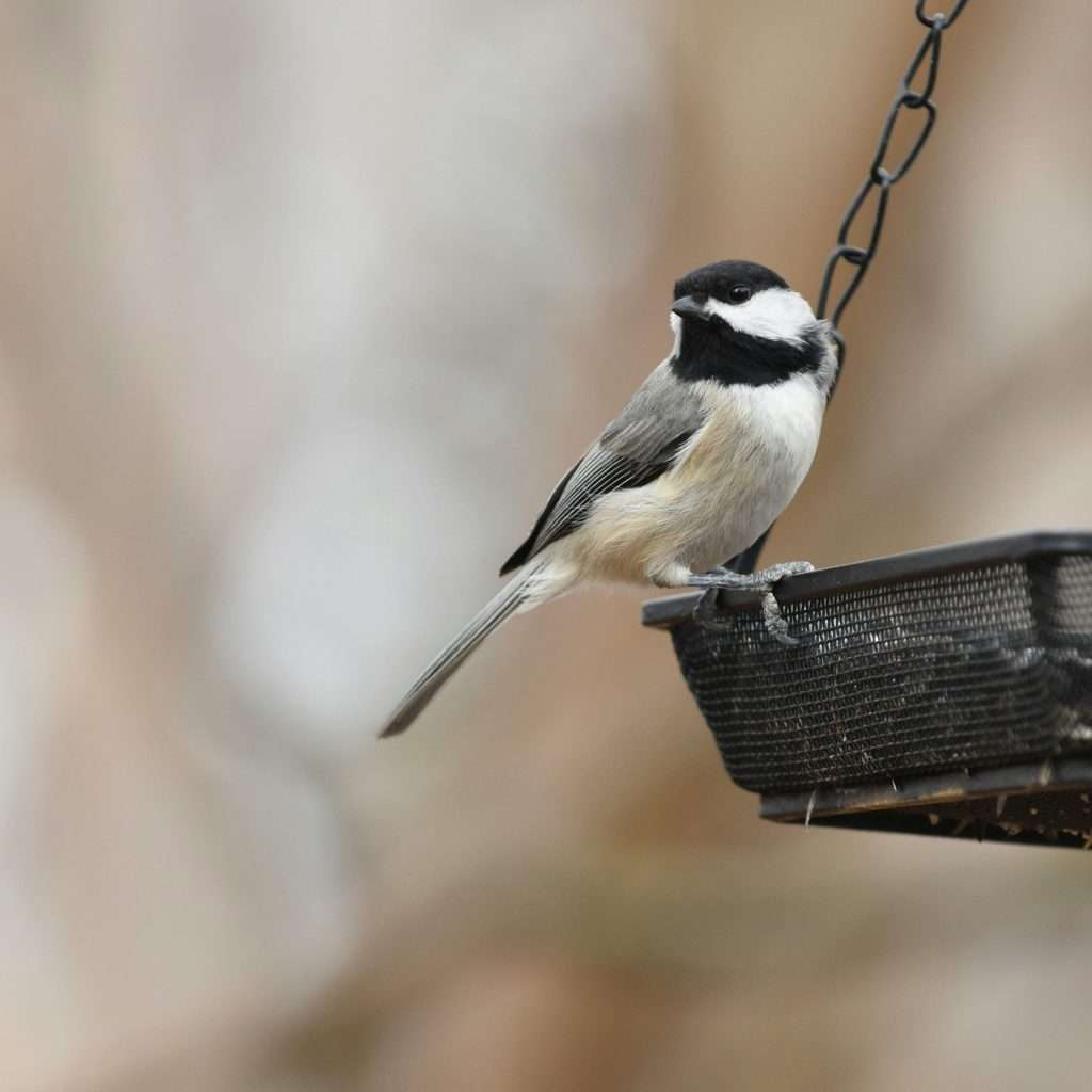 Carolina Chickadee perched on the rim of a black hanging tray feeder with a softly blurred backyard background.