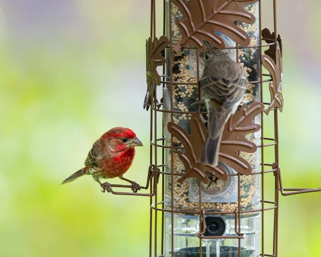 Male House Finch with red plumage perched beside a tube seed feeder while a female House Finch feeds from the opposite side, with a soft green blurred background.