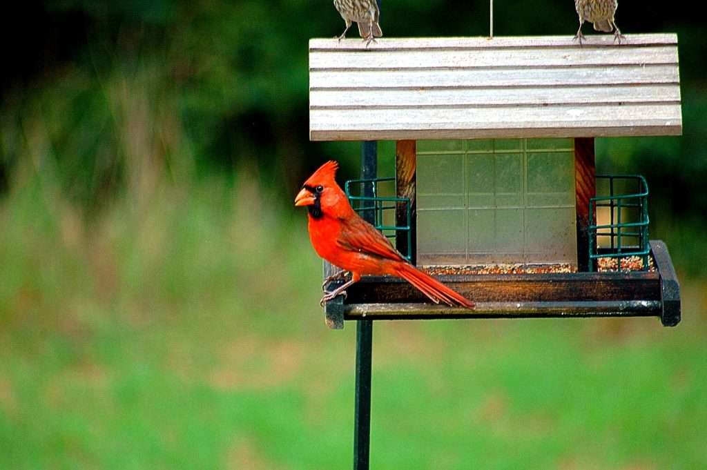 Male Northern Cardinal perched on a backyard platform bird feeder with seed, green lawn softly blurred in the background.