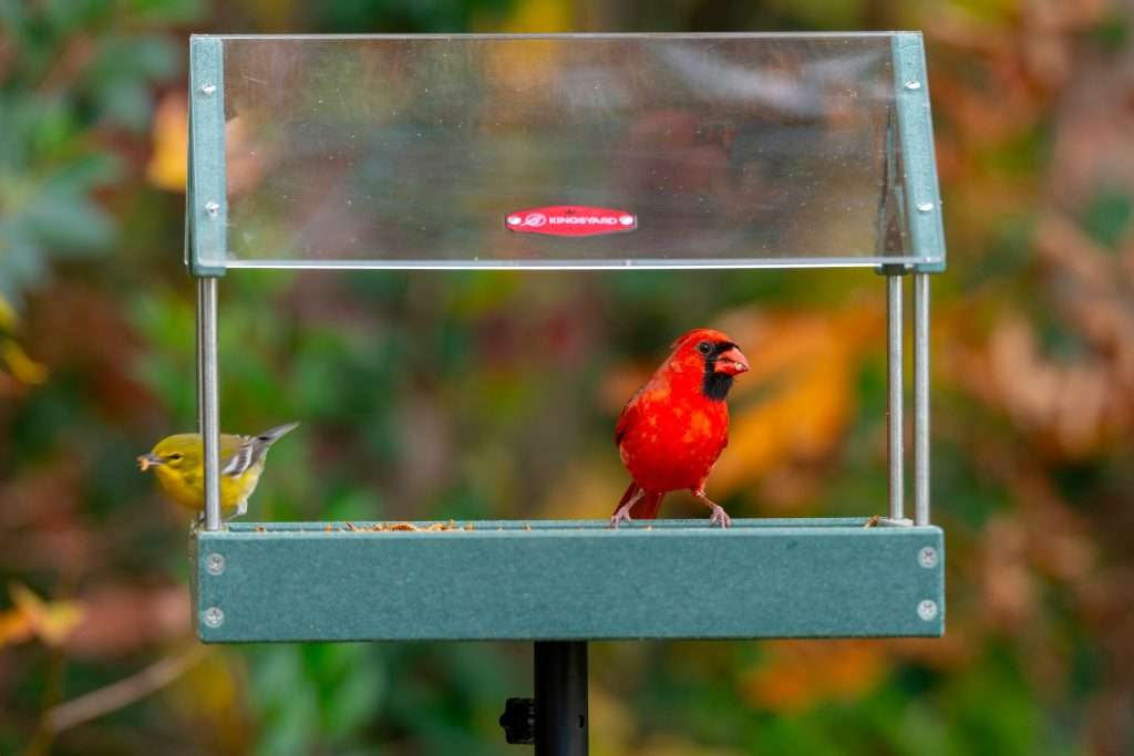 male Northern Cardinal eating seed beside a small finch at a platform feeder