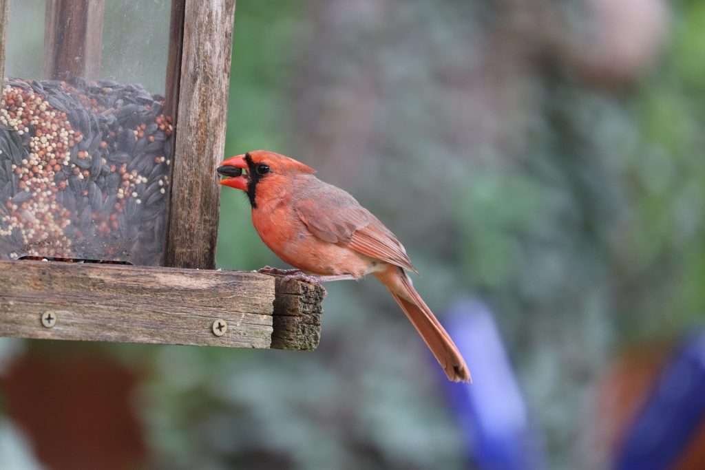 Northern Cardinal male perched on the edge of a wooden backyard bird feeder filled with sunflower seeds and mixed birdseed.