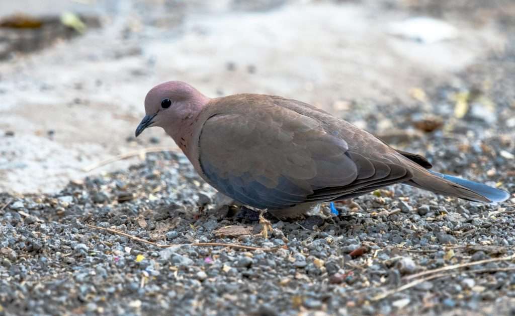 A Mourning Dove searches for scattered seed and grit along a gravelly ground surface.