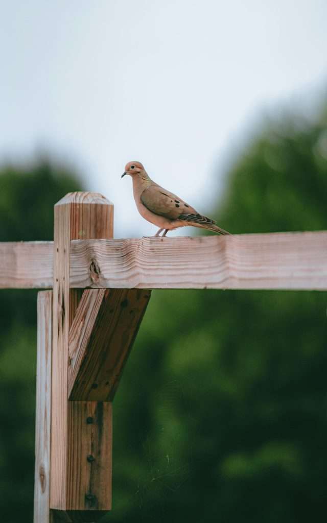 Mourning Dove standing on a pale wooden fence rail with a softly blurred green background.