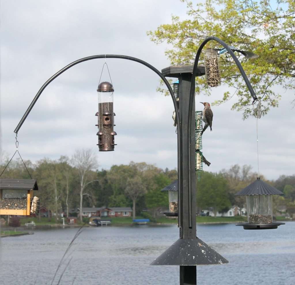 Northern Flicker clinging to a suet cage feeder on a multi-arm pole with lake and trees behind — backyard bird feeding setup