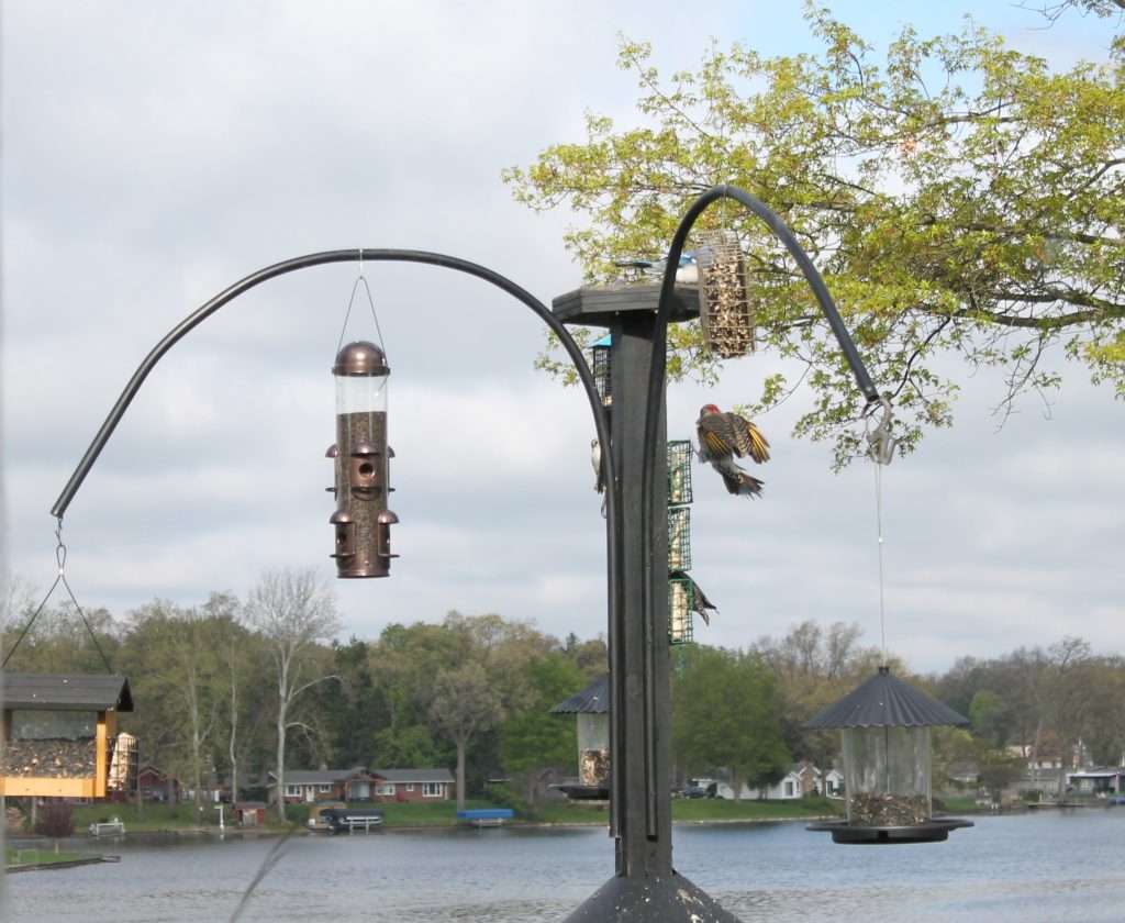 Northern Flicker in flight approaching a suet cage feeder on a backyard pole system, yellow underwing visible, lake in background