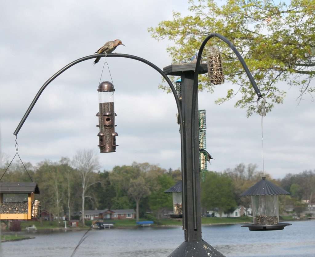 Northern Flicker perched on a multi-arm feeder pole with lake and mature trees in background — northern Indiana backyard setup