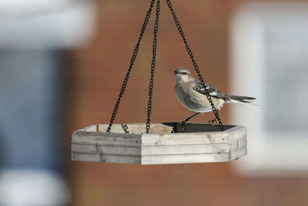 Northern Mockingbird standing on the edge of a wooden hanging platform feeder with chains, set against a softly blurred brick and window background.