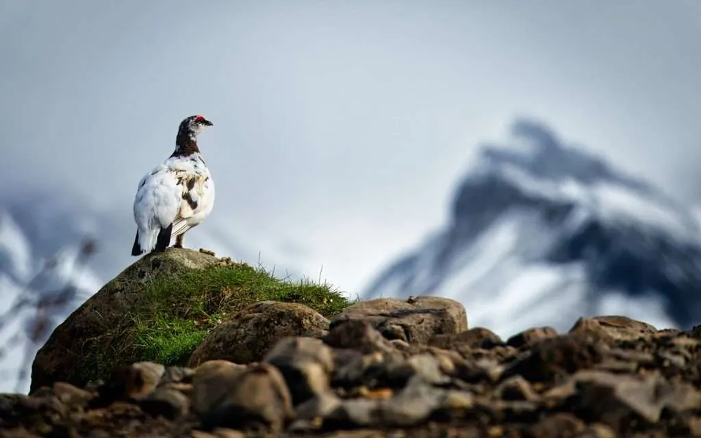 Willow Ptarmigan standing on a mossy rock with snowy mountains in the background Title: Willow Ptarmigan On Rocky Alpine Slope